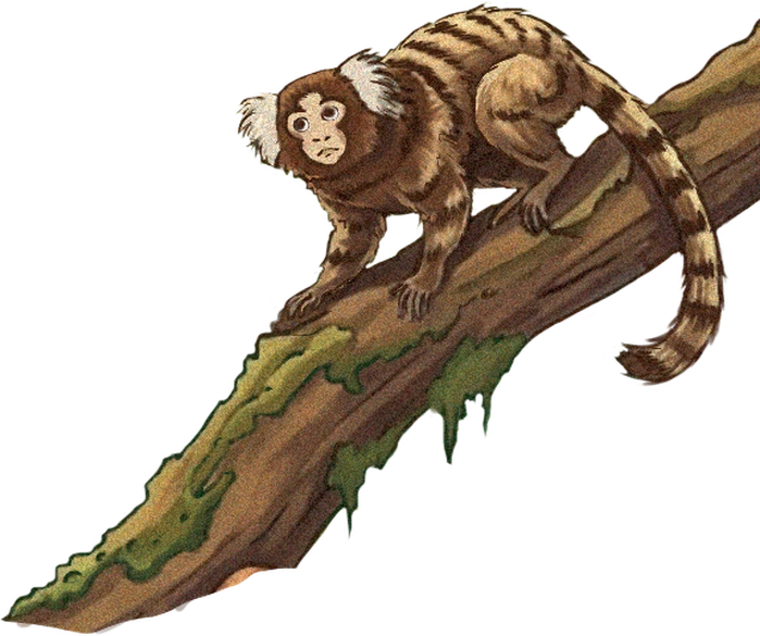 Sagui em um galho