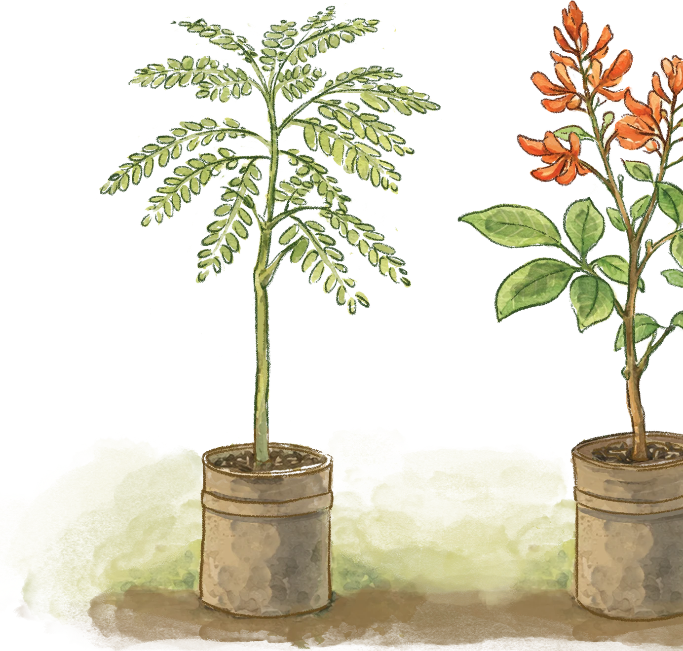 Mudas plantadas em vasos